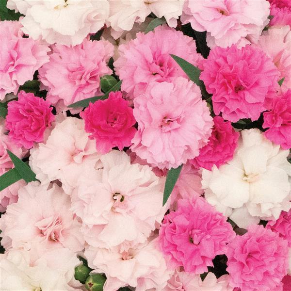 Dianthus I Love U