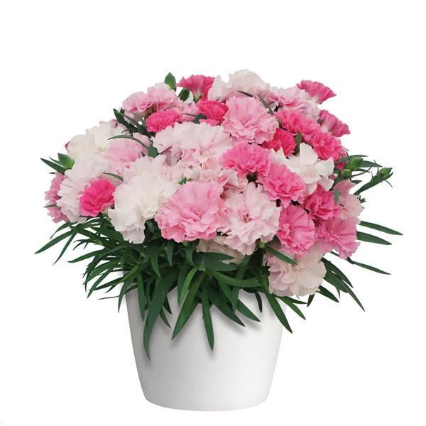 Dianthus I Love U