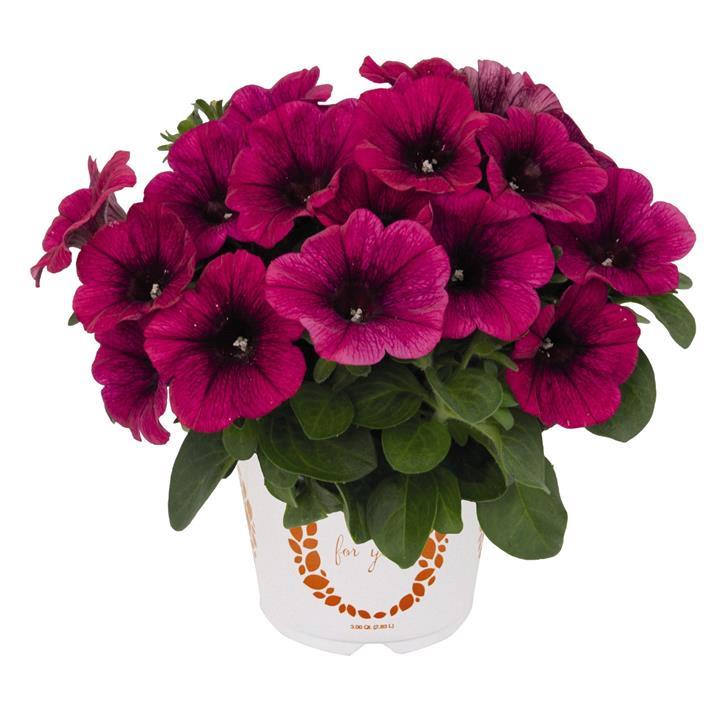 Petunia Potunia® Plus Neon