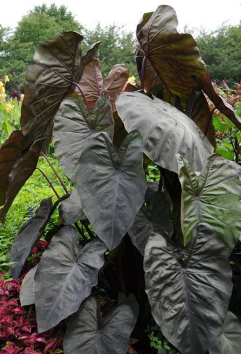 Colocasia esculenta Royal Hawaiian® ‘Diamond Head’