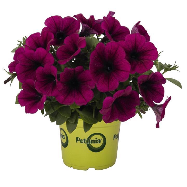 Petunia Potunia® Plus Purple