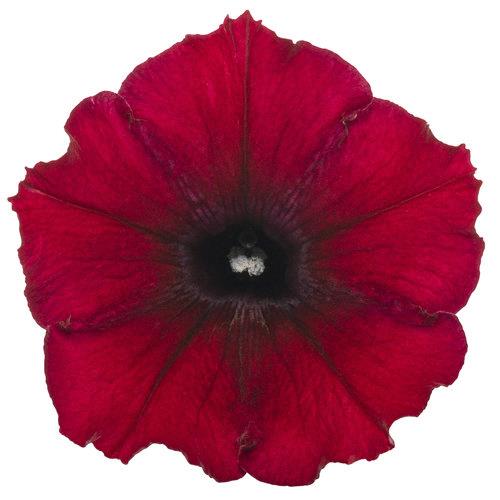 Petunia Supertunia® Black Cherry® 