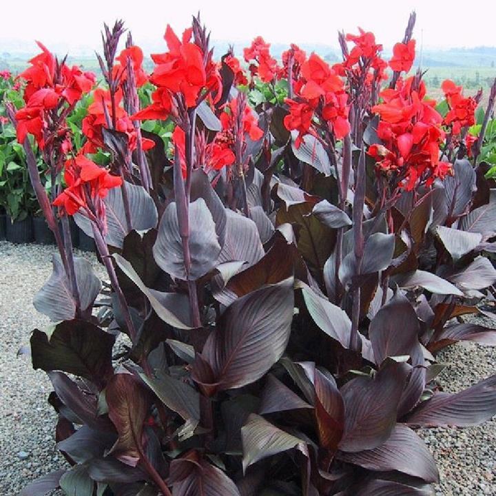 Canna ‘Australia’