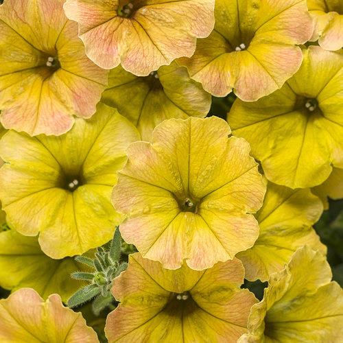 Petunia Supertunia® Honey® 