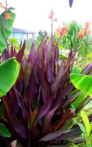 Canna ‘Intrigue’