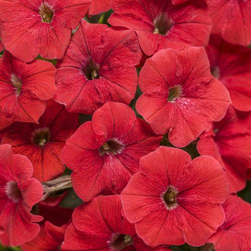 Petunia Supertunia® Really Red® 