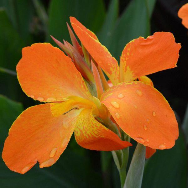 Canna Cannova® 'Bronze Peach'