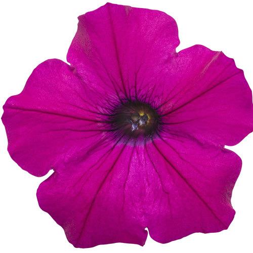 Petunia Supertunia® Royal Magenta® 