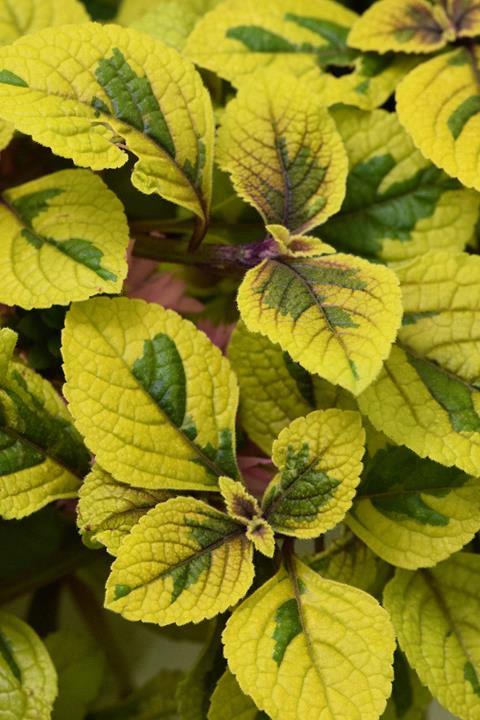 Plectranthus FanciFillers™ Guacamole