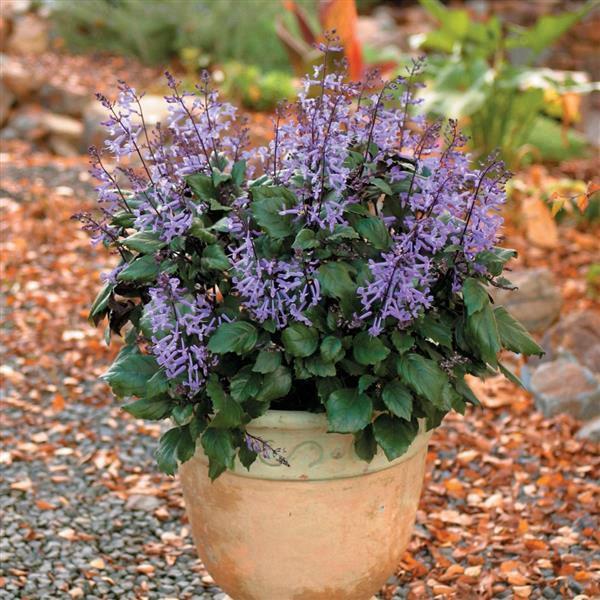 Plectranthus Mona Lavender