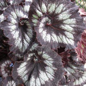 Begonia Rex Jurassic™ Silver Swirl 