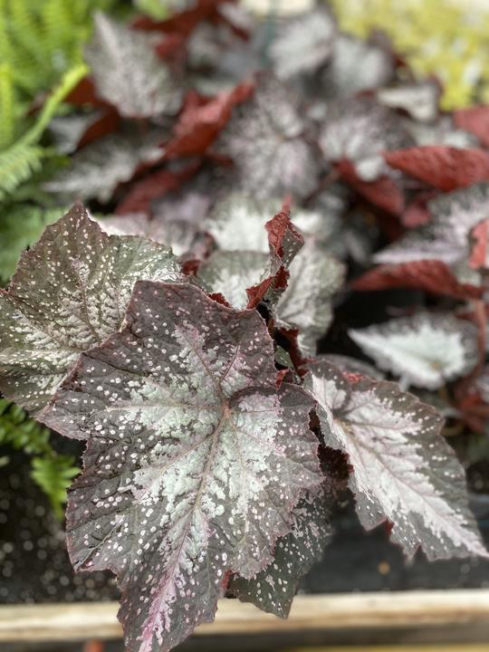 Begonia Rex Jurassic™ Megalo Komodo