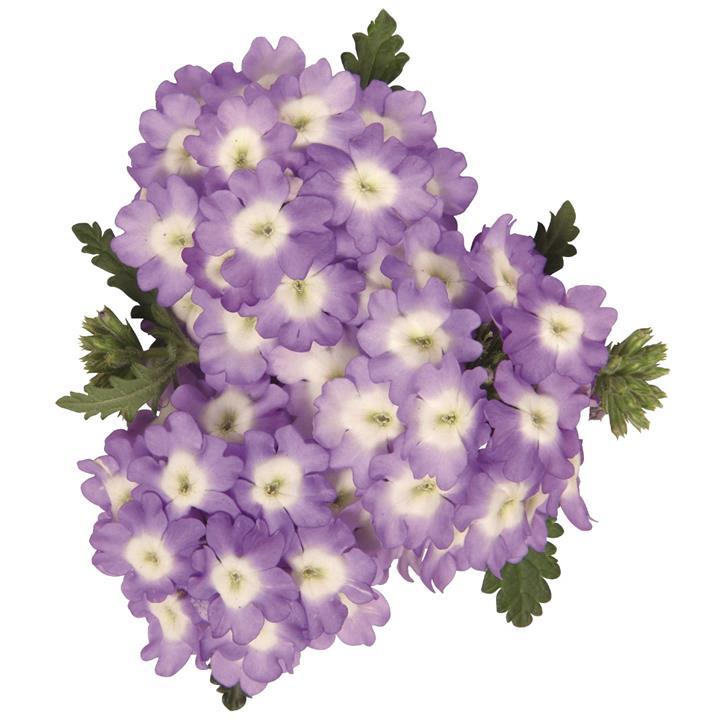 Verveine Lavender Eye