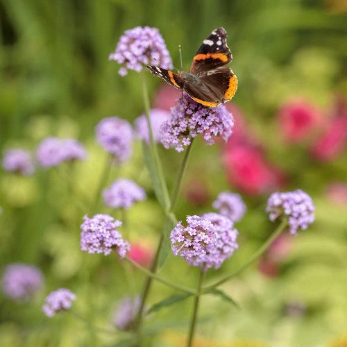 Verveine bonariensis Meteor Shower®