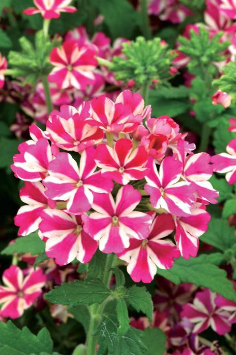 Verveine burgundy Star