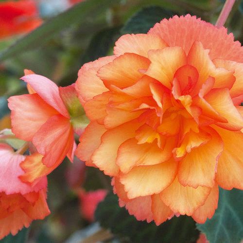 Begonia Illumination® Golden Picotée