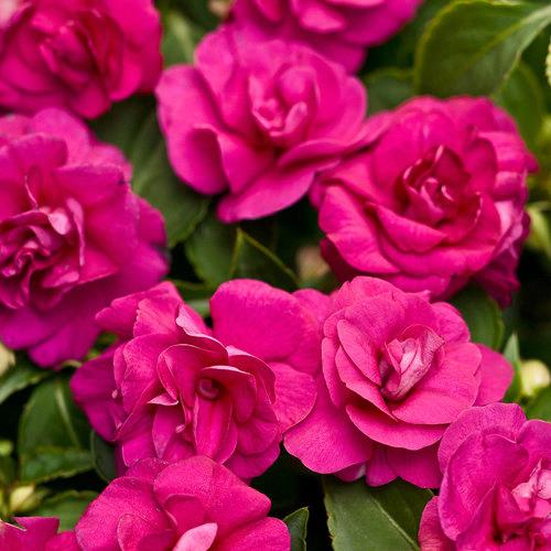 Impatiens double Rockapulco® Rose