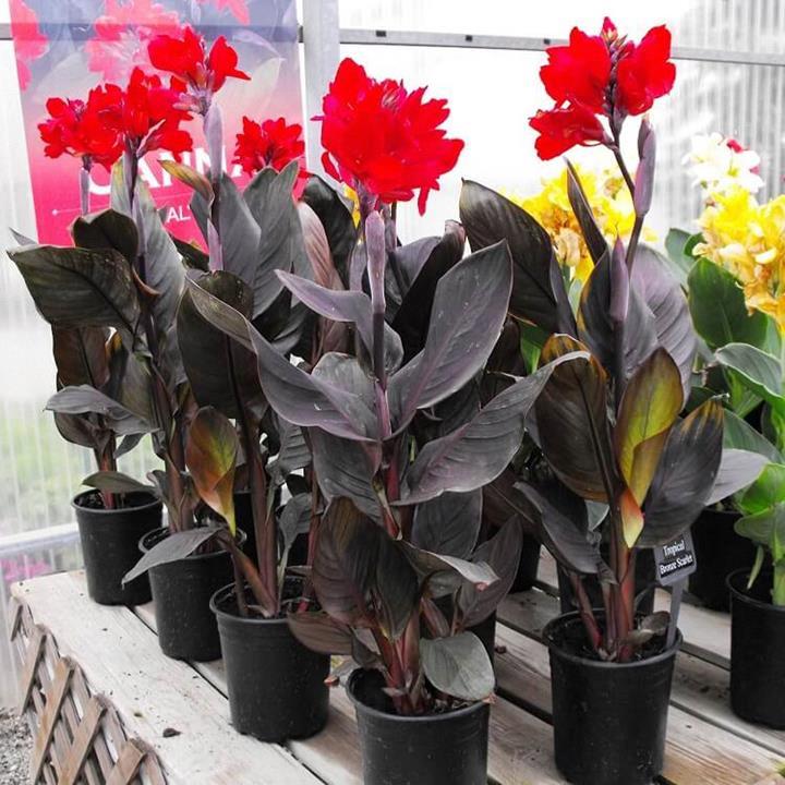 Canna Tropical 'Bronze Scarlet'