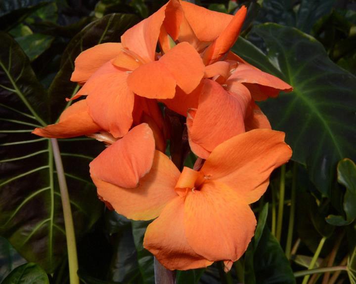 Canna CannaSol™ Happy Wilma®