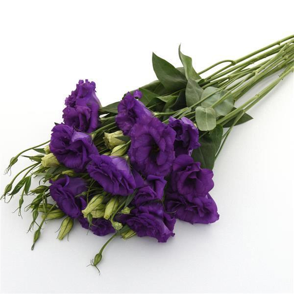Lisianthus double blue