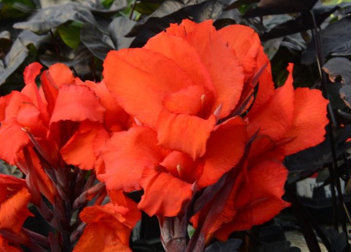 Canna ‘Ebony Patra’