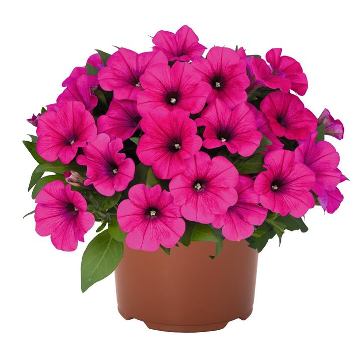 Petunia Potunia® Neon