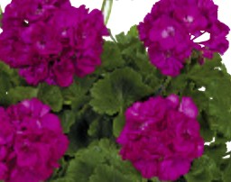 Geranium (double) pourpre/purple (Menelao® Re-Al)