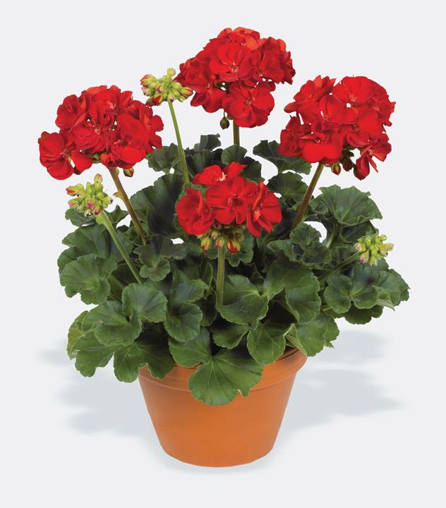 Geranium (double) rouge foncé/Deep Red (Elanos®) 