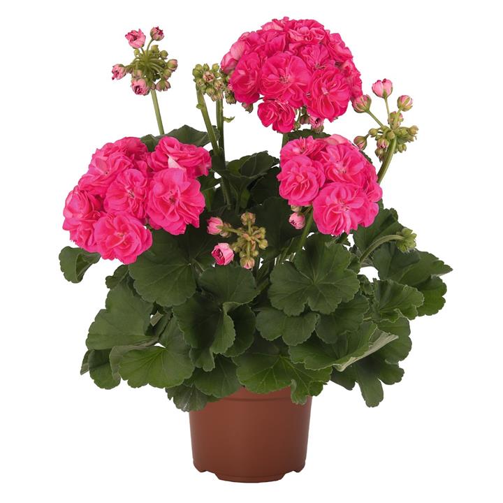 Geranium (double) pink (Patriot™ Rosalinda)