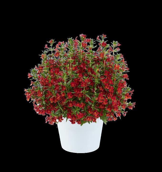 Mimulus Mai Tai™ Red