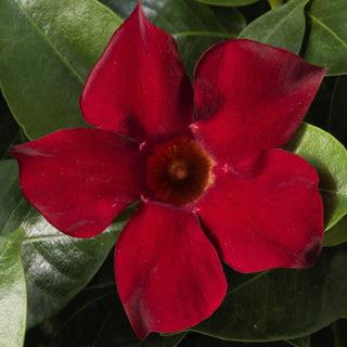 Dipladenia (mandevilla) Madinia® Deep Red