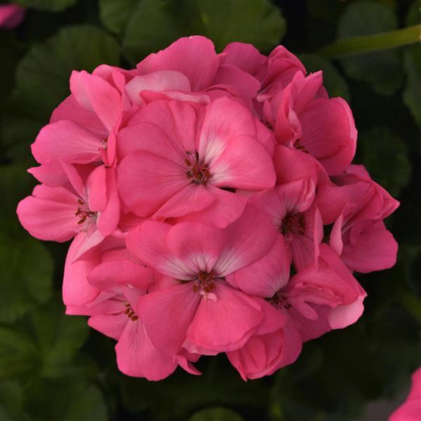 Geranium (double) pink (Galaxy™)