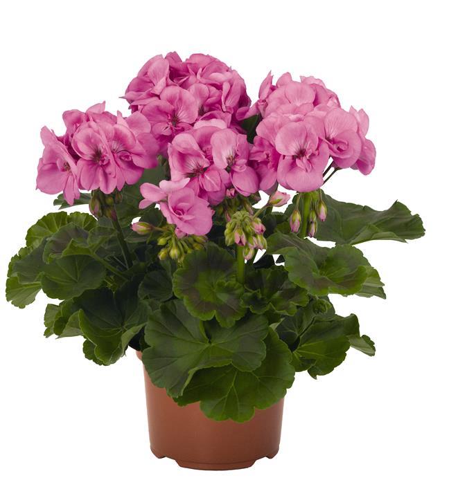 Geranium (double) violet (Survivor™ Indigo Sky)