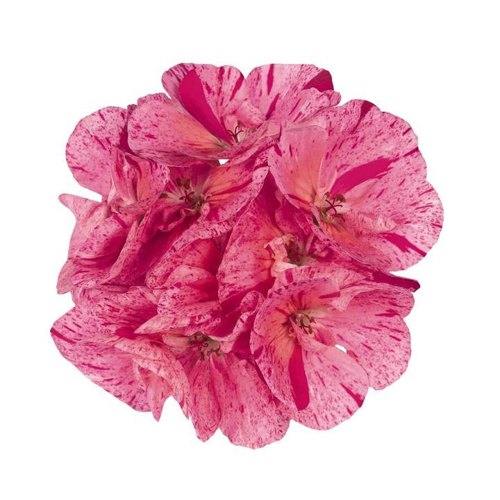 Geranium (double) pink bicolore (Survivor® Pink Batik)
