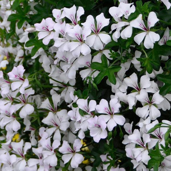 Geranium (lierre) Ivy Glacier White