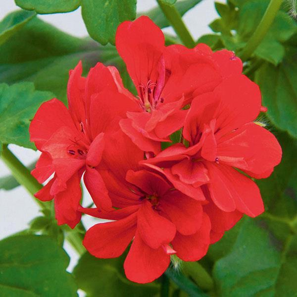 Geranium (lierre) Ivy Royal™ Brilliant Red