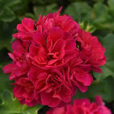 Geranium (lierre) Ivy Royal™ Hot Pink