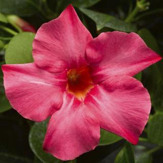 Dipladenia (mandevilla) Madinia® Coral Pink