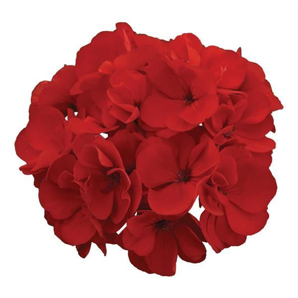 Geranium (double) rouge (Galaxy™)