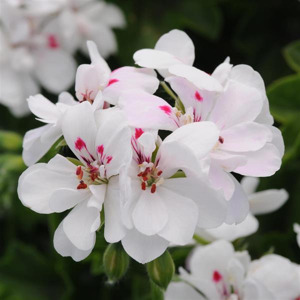 Geranium (lierre) Precision™ White Red Eye