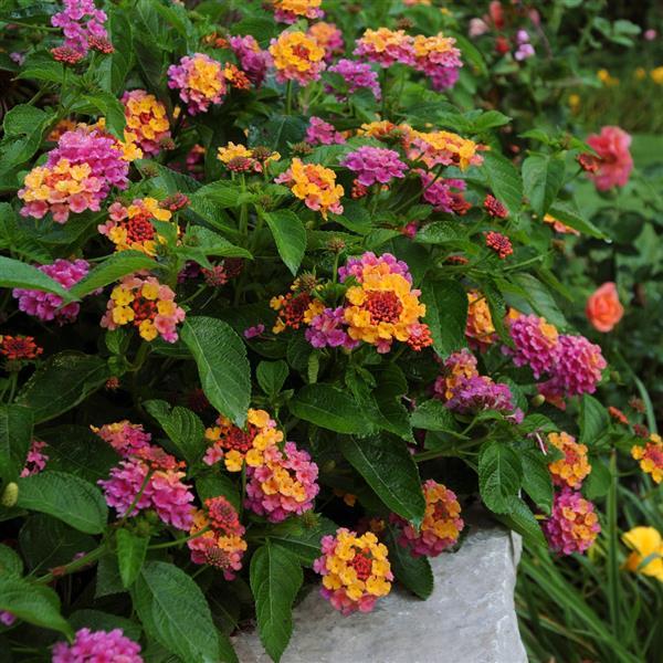 Lantana camara Landmark™ Sunrise Rose