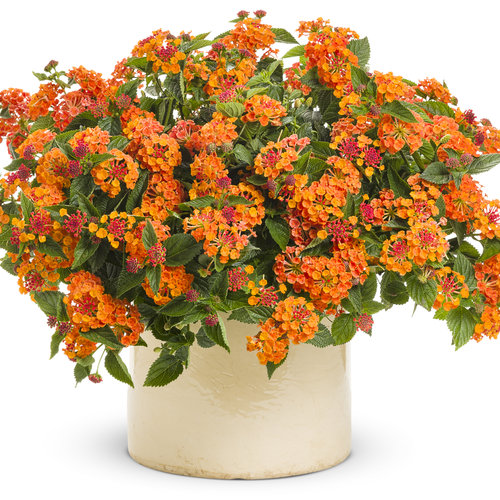 Lantana camara Luscious® Marmalade