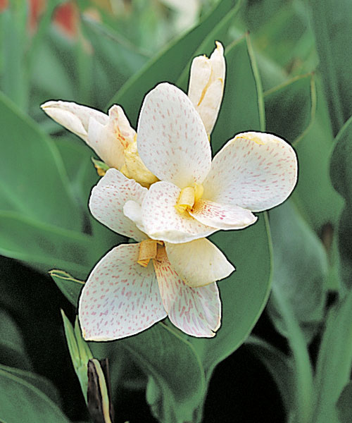 Canna Tropical 'White'