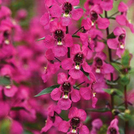 Angelonia Serena® Rose