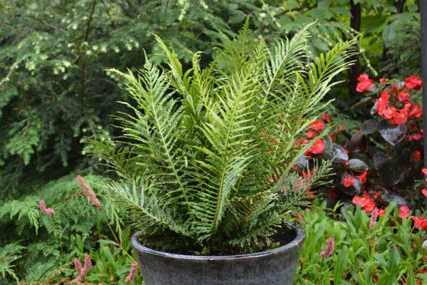 Fougère Blechnum 'Silver Lady'®