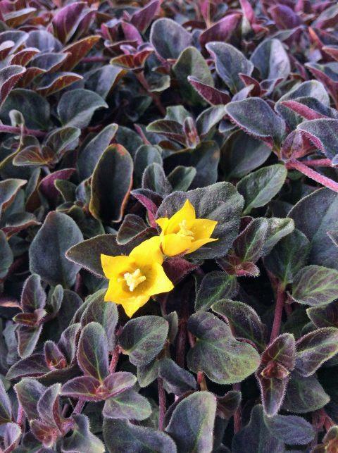 Lysimachia congestifolia Midnight Sun