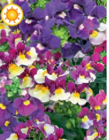 Nemesia Escential® Mix