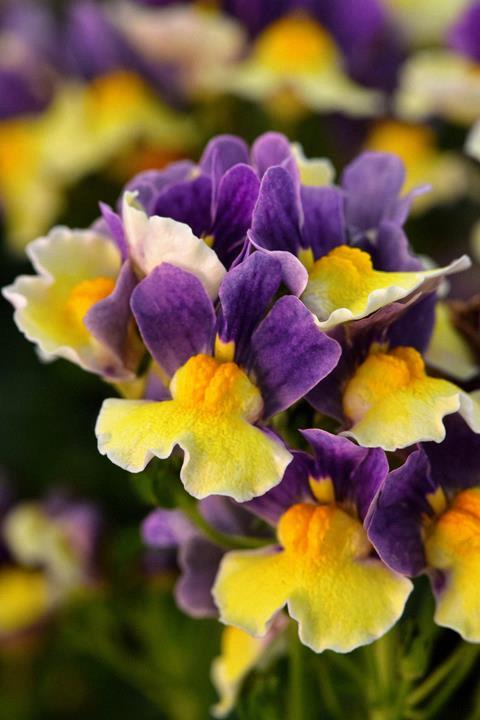 Nemesia Escential® Blueberry Custard