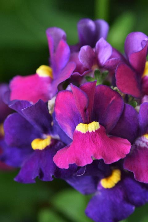 Nemesia Escential® Bumbleberry