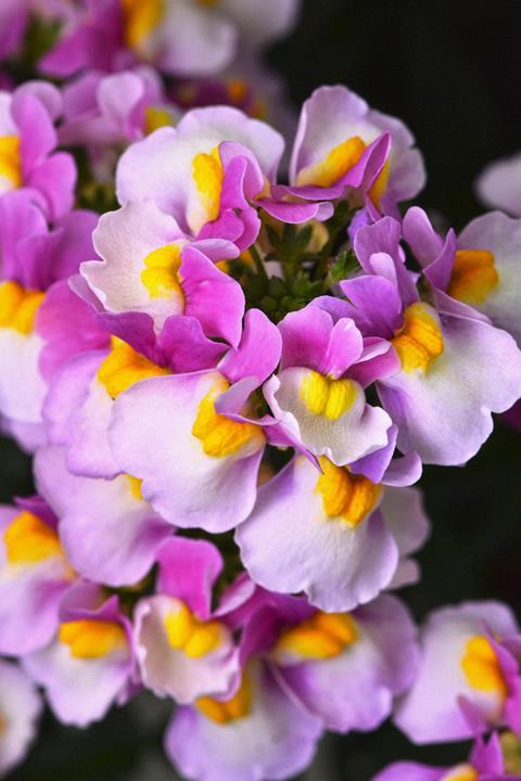 Nemesia Escential® Pinkberry